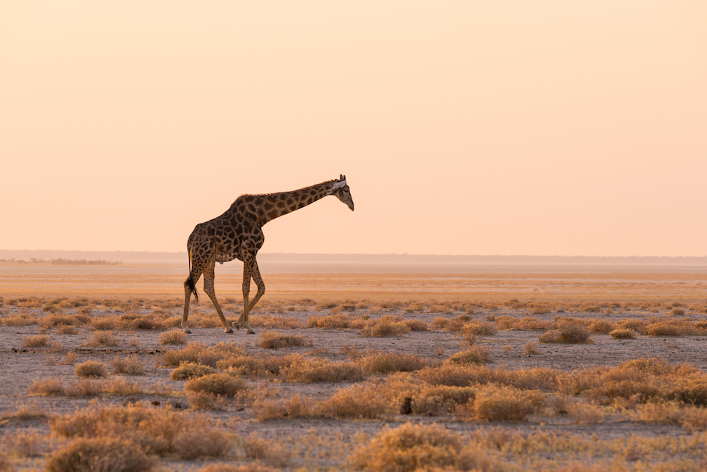 Giraffe walking in the bush on the desert pan at sunset. Wildlife Safari in the Etosha National Park the main travel destination in Namibia Africa. Profile view scenic soft light.