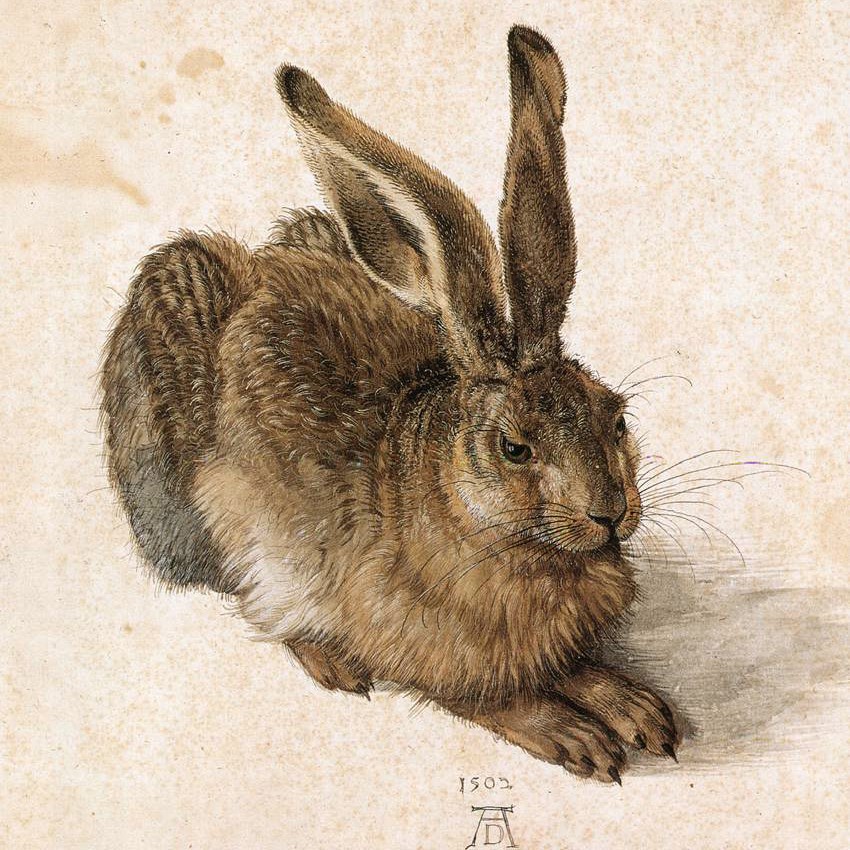Durer_Young_Hare